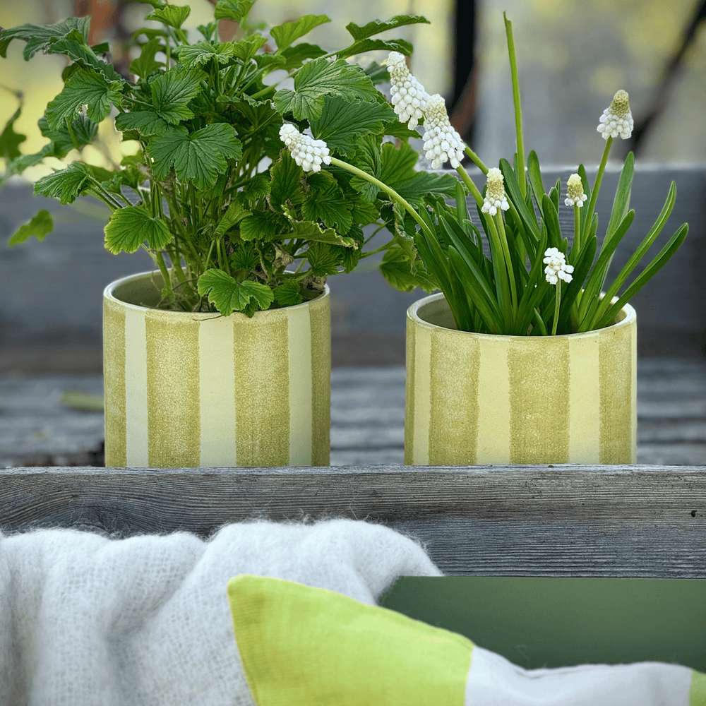 
                      
                        Pot stripe mini
                      
                    