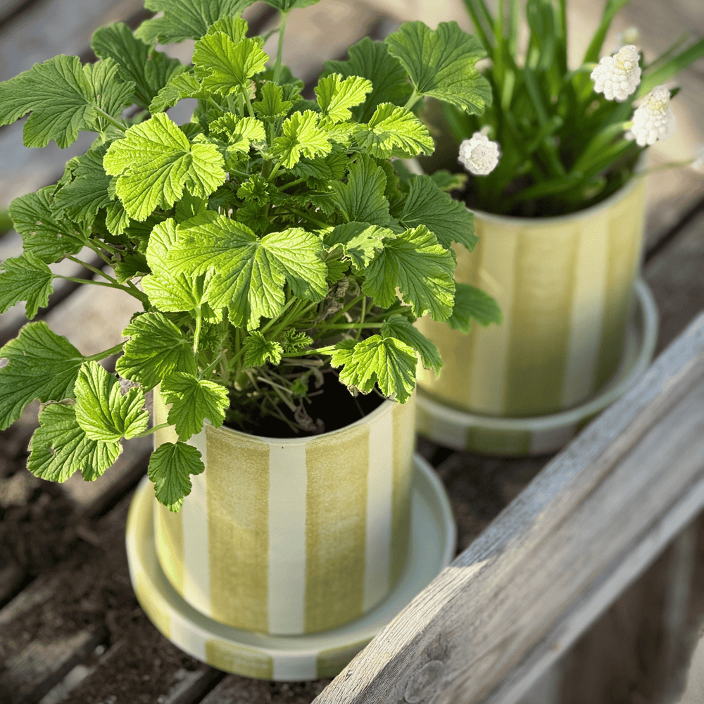 
                      
                        Pot stripe mini
                      
                    