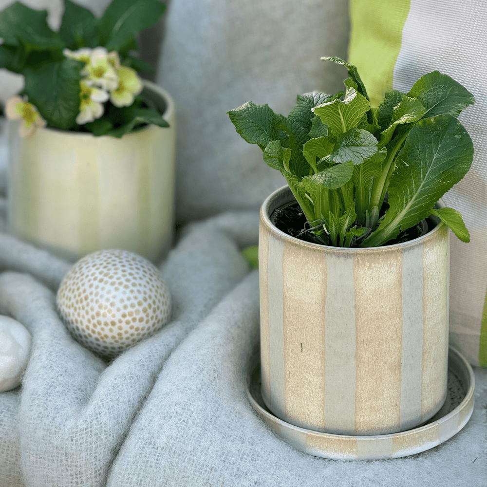 
                      
                        Pot stripe mini
                      
                    