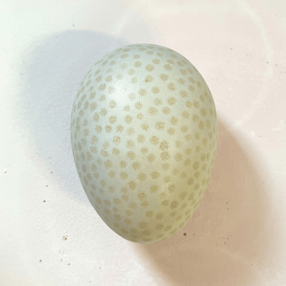 
                  
                    Egg mini Umbra
                  
                