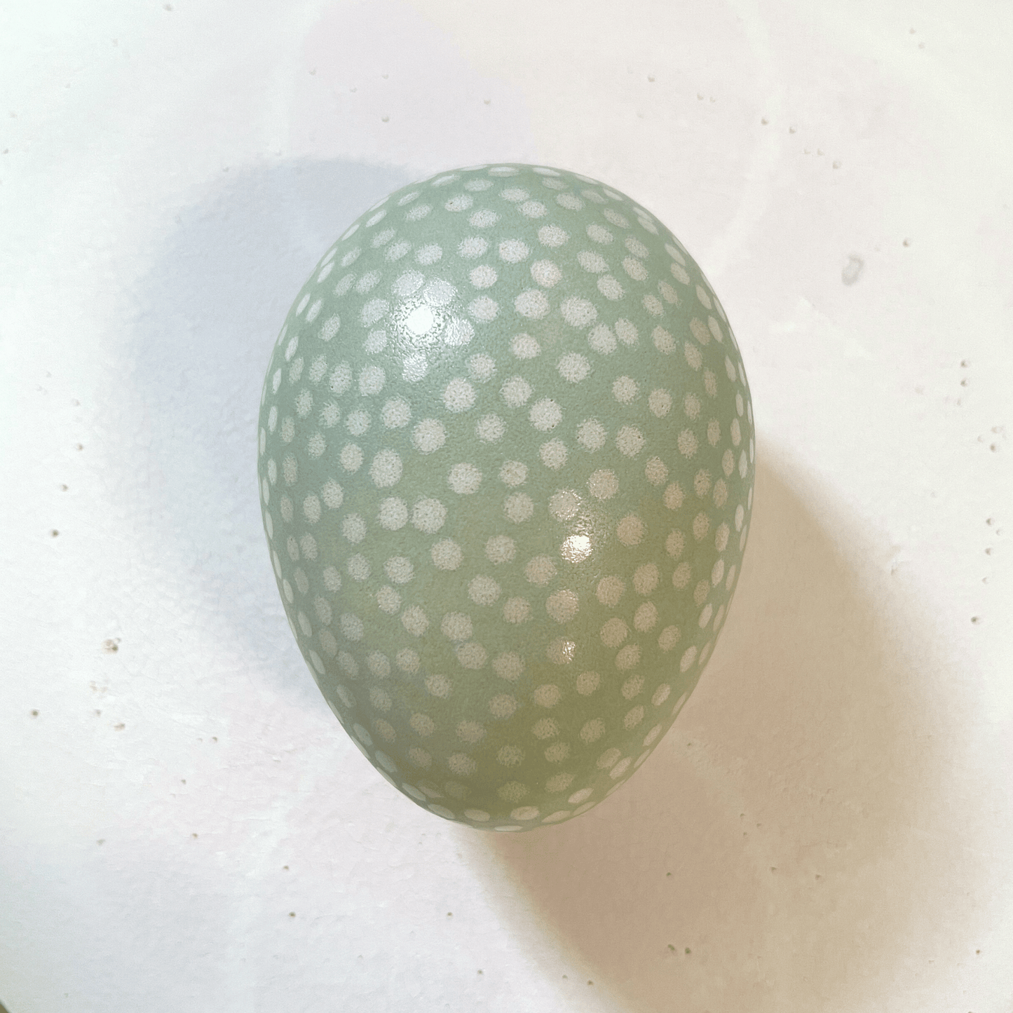 
                  
                    Egg mini lichen
                  
                